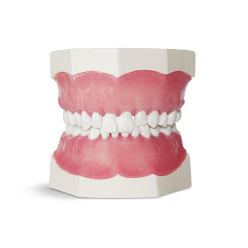 Modello anatomico di dentatura - EK1 - GF DENTAL - per cure odontoiatriche / ad uso didattico / di bambino