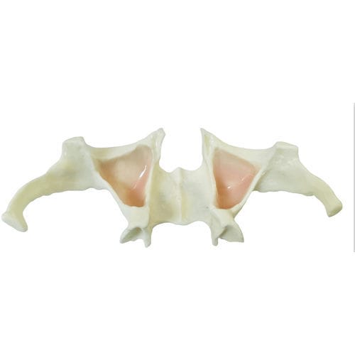 Modello anatomico di mandibola - E36 - GF DENTAL - per implantologia / didattico / bianco