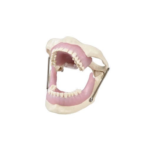 Modello anatomico di mandibola - E15 - GF DENTAL - di mascella / odontoiatrico / per anestesia odontoiatrica