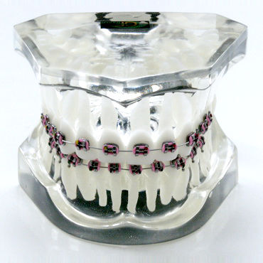 Modello anatomico di dentatura - OTB1 - GF DENTAL - per ortodonzia / didattico / in resina