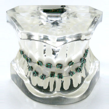 Modello anatomico di dentatura - OTB2 - GF DENTAL - per ortodonzia / didattico / in resina