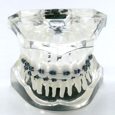 Modello anatomico di dentatura - OTB3 - GF DENTAL - per ortodonzia / didattico / in resina