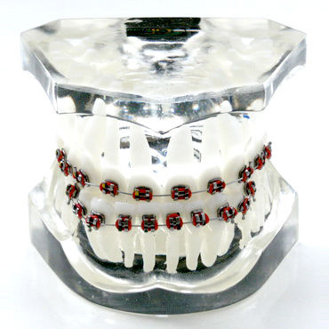 Modello anatomico di dentatura - OTB4 - GF DENTAL - per ortodonzia / didattico / in resina