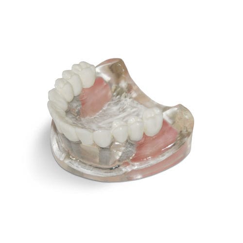 Modello anatomico sinusale - T10 - GF DENTAL - di denti / di mascella / per implantologia
