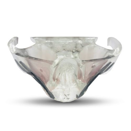 Modello anatomico di mandibola - T20 - GF DENTAL - per implantologia / di dimostrazione / in resina