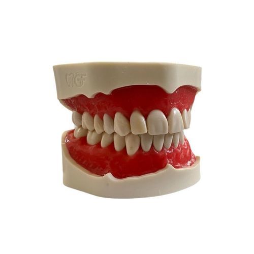 Modello anatomico di dentatura - E02/N - GF DENTAL - per cure odontoiatriche / per chirurgia odontoiatrica / di dimostrazione