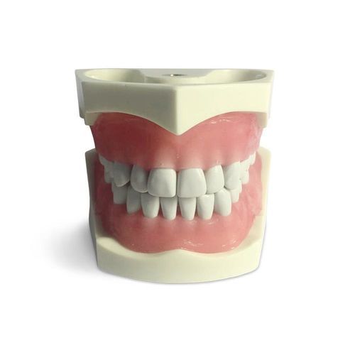 Modello anatomico di denti - E03N - GF DENTAL - di profilassi dentale / per protesistica dentale / didattico
