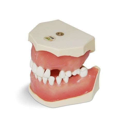 Modello anatomico di denti - E04/ESTR - GF DENTAL - odontoiatrico / gengivale / per chirurgia