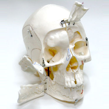Modello anatomico di cranio - DM03 - GF DENTAL - di dimostrazione / bianco