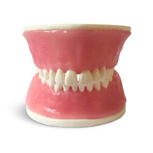 Modello anatomico di denti - E38 - GF DENTAL - gengivale / per parodonzia / didattico