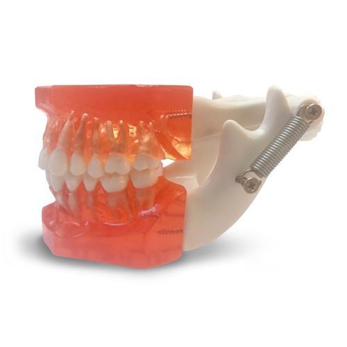 Modello anatomico di denti - ETR1 - GF DENTAL - gengivale / di mascella / di mandibola