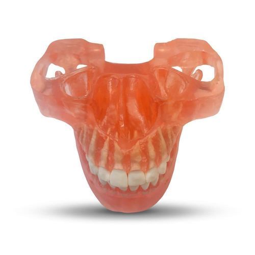 Modello anatomico di mandibola - ETR2 - GF DENTAL - di denti / di mandibola / per ortodonzia
