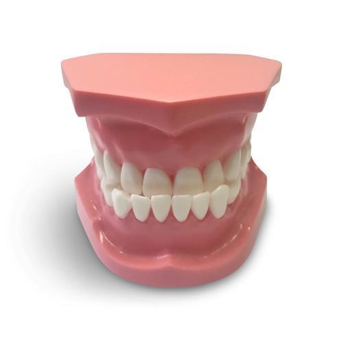 Modello anatomico odontoiatrico - ORB04 - GF DENTAL - per ortodonzia / didattico