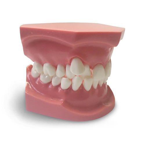 Modello anatomico odontoiatrico - ORB05 - GF DENTAL - per ortodonzia / didattico