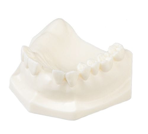 Modello anatomico di mandibola - E85 - GF DENTAL - per implantologia / didattico / bianco