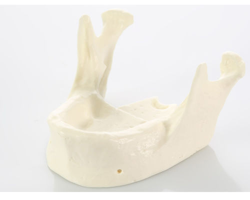 Modello anatomico di mandibola - E22 - GF DENTAL - odontoiatrico / didattico / bianco