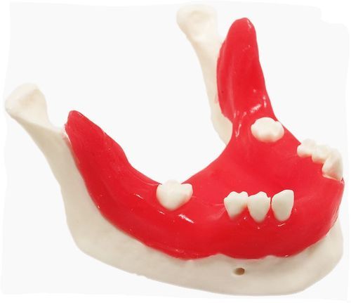 Modello anatomico di mandibola - E21/T - GF DENTAL - per implantologia / didattico / rosso
