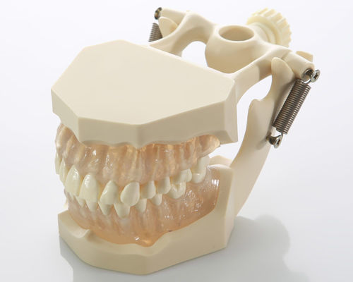 Modello anatomico di denti - DM05 - GF DENTAL - gengivale / di canale radicolare / odontoiatrico
