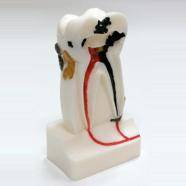 Modello anatomico di denti - DM14 - GF DENTAL - di canale radicolare / odontoiatrico / di dimostrazione