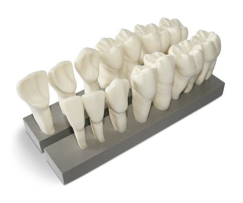 Modello anatomico di denti - DM19 - GF DENTAL - odontoiatrico / di dimostrazione / in resina