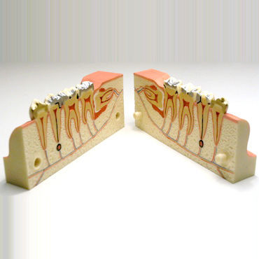 Modello anatomico di mandibola - DM21 - GF DENTAL - di denti / odontoiatrico / di mandibola