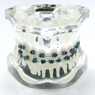 Modello anatomico di denti - OTB5 - GF DENTAL - per ortodonzia / didattico / in resina