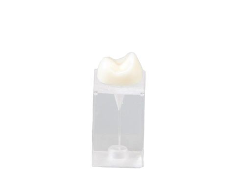 Modello anatomico odontoiatrico - E09/C - GF DENTAL - per endodonzia / didattico / bianco