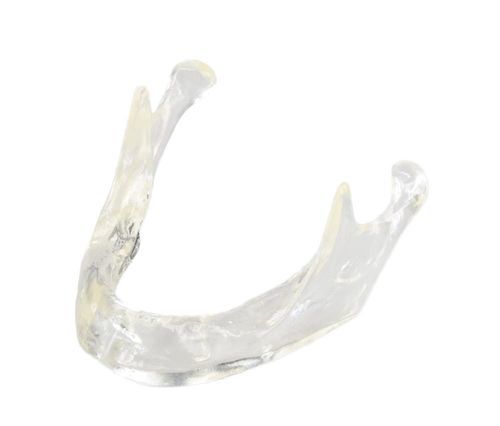 Modello anatomico di mandibola - E81/T - GF DENTAL - per implantologia / per protesistica dentale / didattico