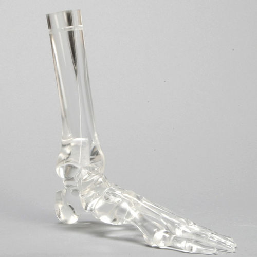 Modello anatomico osseo - 1701-529-5  - Sawbones/Pacific Research Labs - di piede / di tibia / di perone