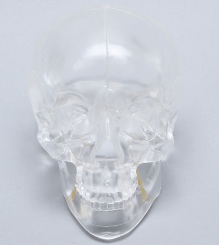 Modello anatomico di cranio - 1345-4-1 - Sawbones/Pacific Research Labs - ad uso didattico / articolato / trasparente