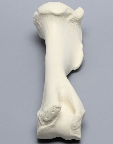 Modello anatomico di omero - 2810  - Sawbones/Pacific Research Labs - ad uso didattico / di cavallo / in espanso
