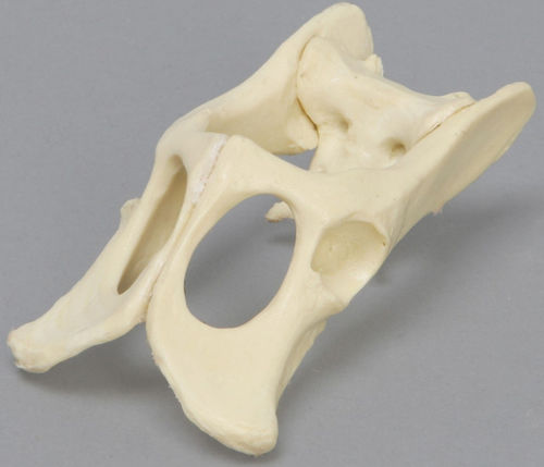 Modello anatomico di bacino - 2723 - Sawbones/Pacific Research Labs - ad uso didattico / di felino / in espanso