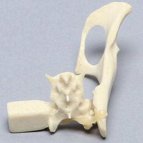Modello anatomico di bacino - 2728 - Sawbones/Pacific Research Labs - di osso sacro / di felino / in espanso