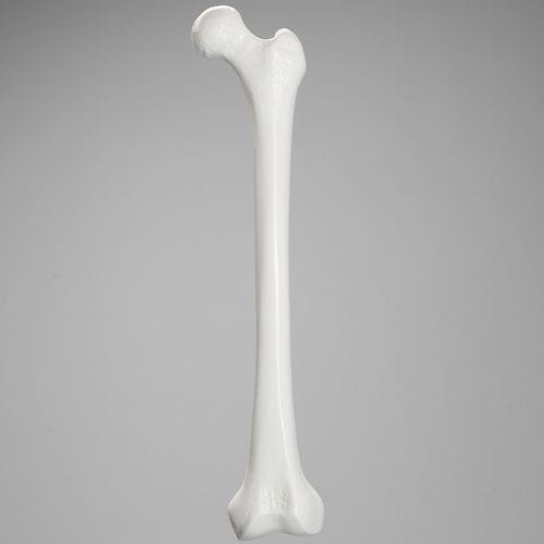 Modello anatomico di femore - 1103  - Sawbones/Pacific Research Labs - ad uso didattico / in plastica