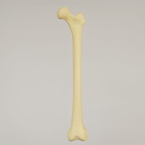 Modello anatomico di femore - 1100 - Sawbones/Pacific Research Labs - ad uso didattico / in espanso