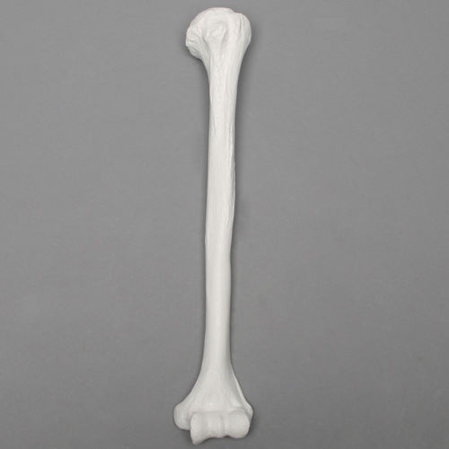 Modello anatomico di omero - 1006 - Sawbones/Pacific Research Labs - ad uso didattico / in plastica