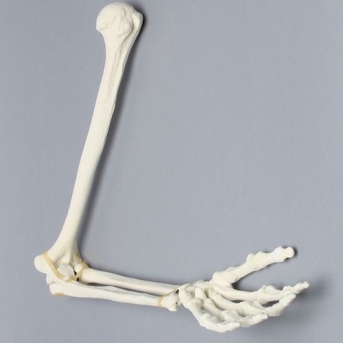 Modello anatomico di braccio - 1022-63-1  - Sawbones/Pacific Research Labs - ad uso didattico / in espanso / articolato