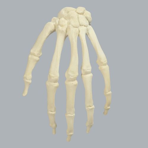 Modello anatomico osseo - 1008-1 - Sawbones/Pacific Research Labs - di mano / ad uso didattico / in espanso
