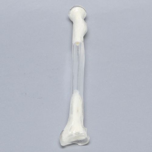 Modello anatomico di radio - 1005-5 - Sawbones/Pacific Research Labs - in plastica / trasparente