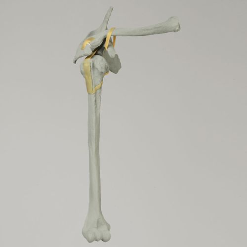 Modello anatomico di omero - 1020-100-1 - Sawbones/Pacific Research Labs - di spalla / di scapola / di clavicola