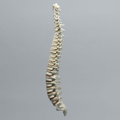 Modello anatomico di rachide - 1323-40 - Sawbones/Pacific Research Labs - per scoliosi / in espanso / flessibile