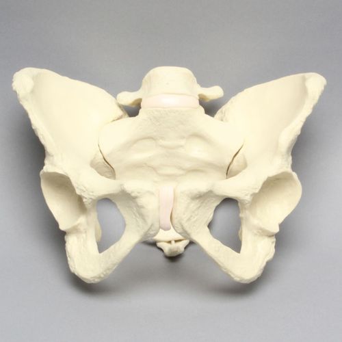 Modello anatomico di bacino - 1302-22 - Sawbones/Pacific Research Labs - di articolazione / di vertebre / di coccige