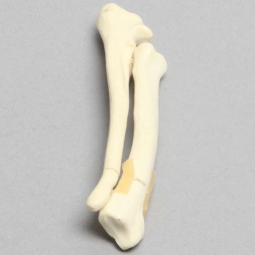 Modello anatomico canino - 2002-29-1 - Sawbones/Pacific Research Labs - di radio / ad uso didattico / in espanso