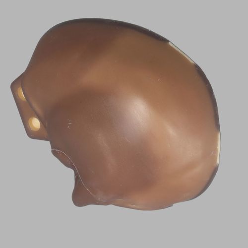 Modello anatomico osseo - 3439 - Sawbones/Pacific Research Labs - di cranio / in espanso