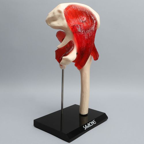 Modello anatomico osseo - 4010-11 - Sawbones/Pacific Research Labs - di articolazione / di anca / articolato