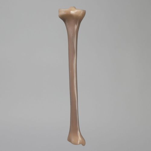 Modello anatomico osseo - 3401 - Sawbones/Pacific Research Labs - di tibia / didattico / in espanso