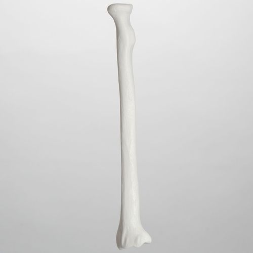 Modello anatomico di radio - 1005 - Sawbones/Pacific Research Labs - in plastica