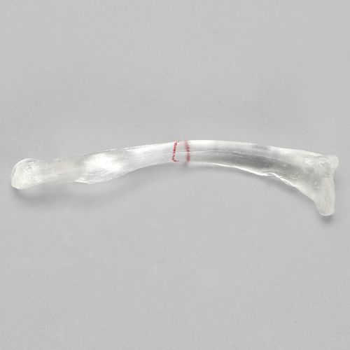 Modello anatomico di clavicola - 1020-2-1 - Sawbones/Pacific Research Labs - in plastica