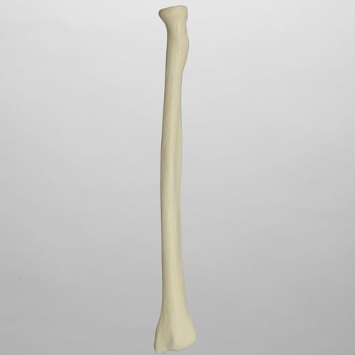 Modello anatomico di radio - 1012 - Sawbones/Pacific Research Labs - in espanso