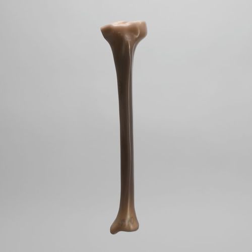 Modello anatomico osseo - 3402 - Sawbones/Pacific Research Labs - di tibia / in espanso